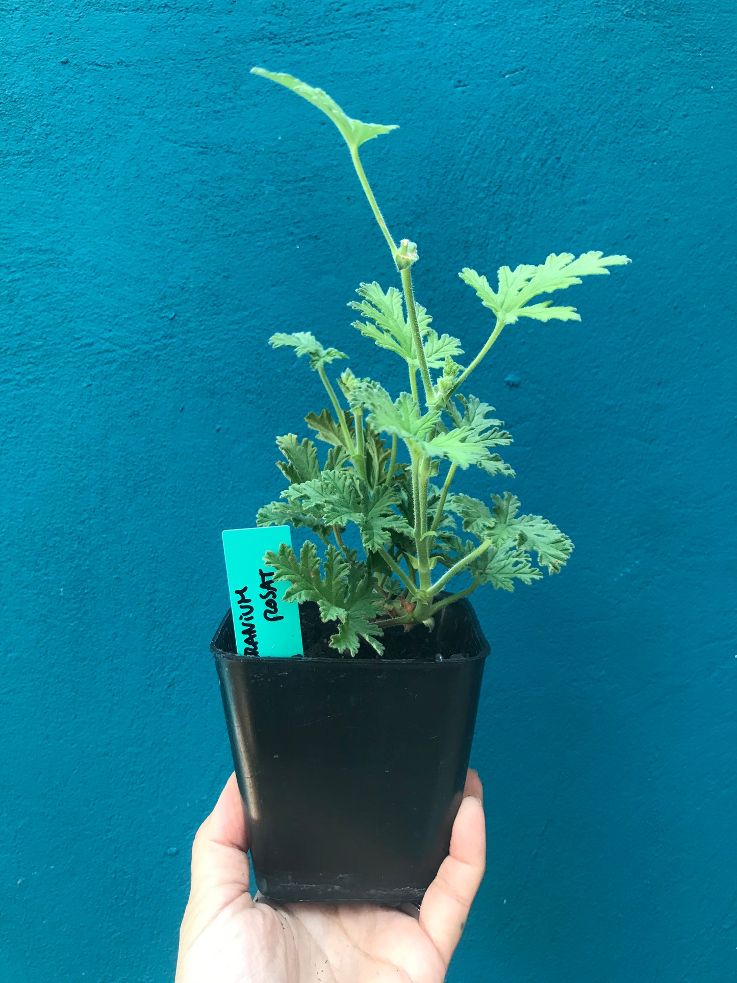 Geranium rosat