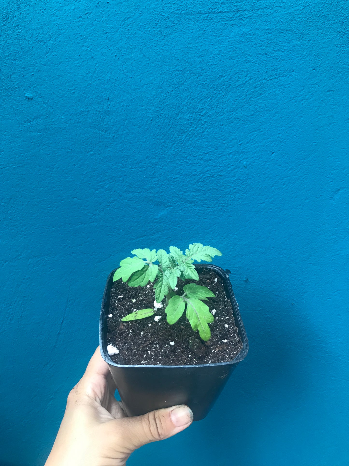 Tomate Robin rouge