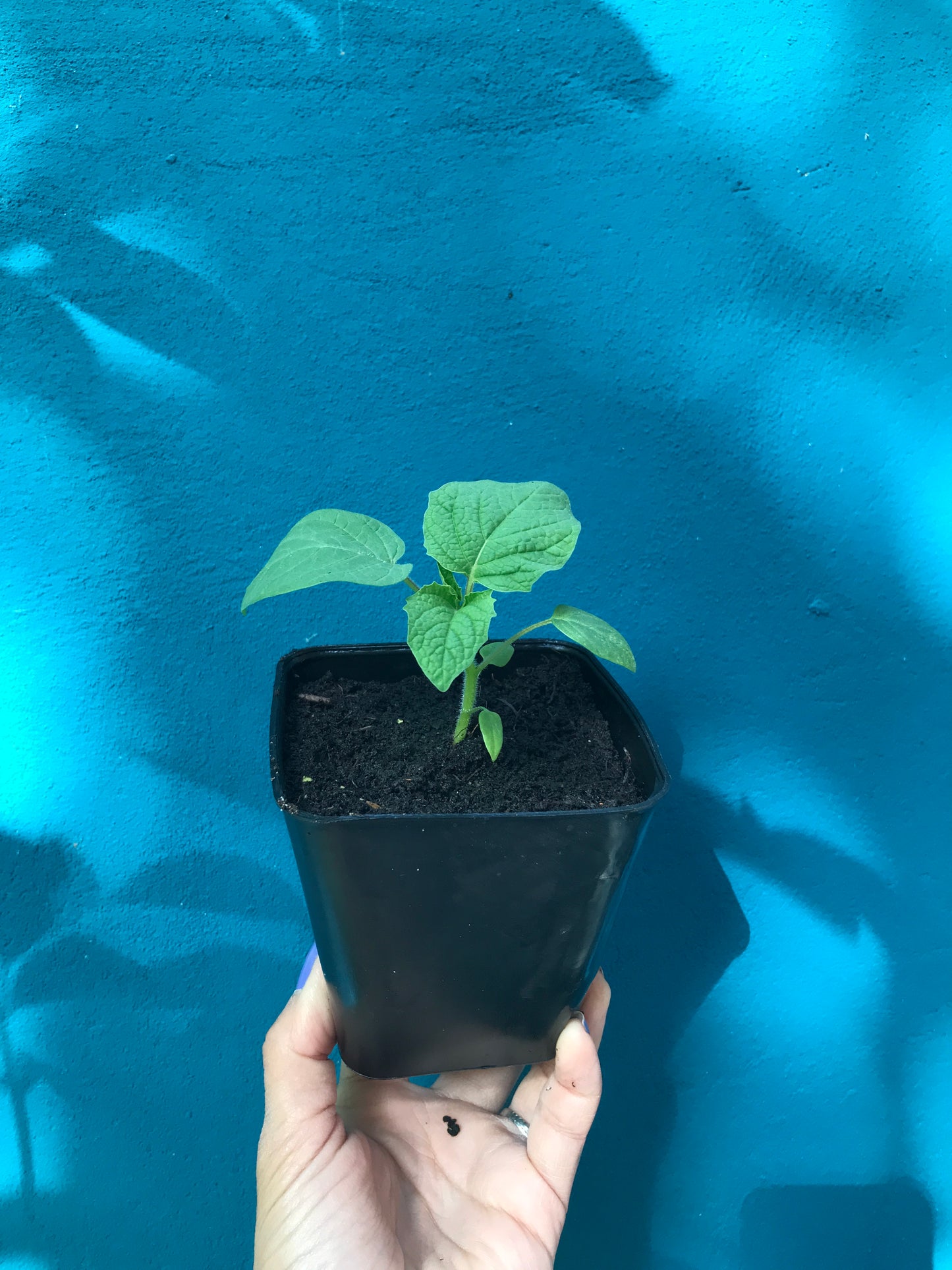 Physalis Pubescens Goldie