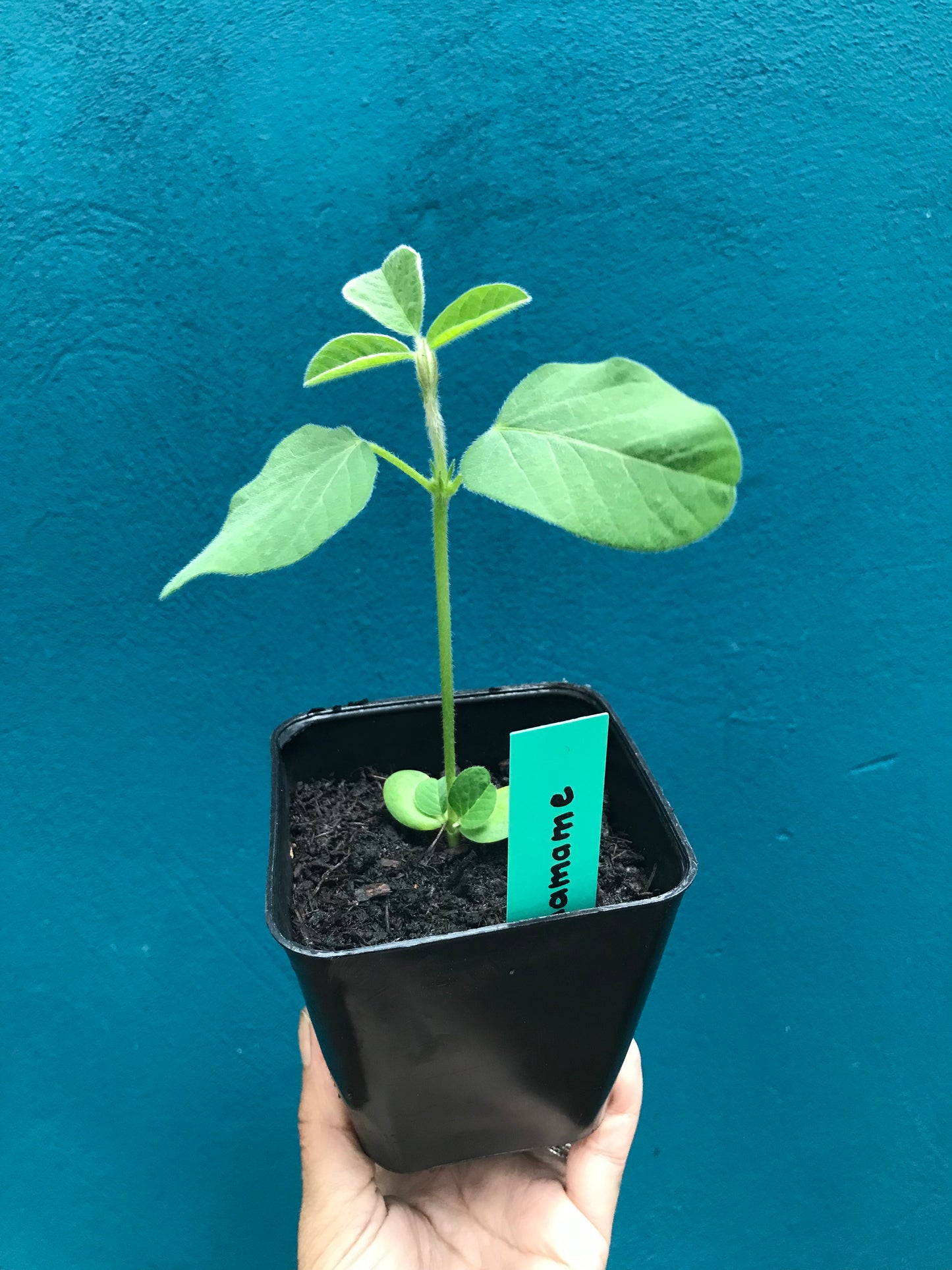 Edamame Soja Shirofumi