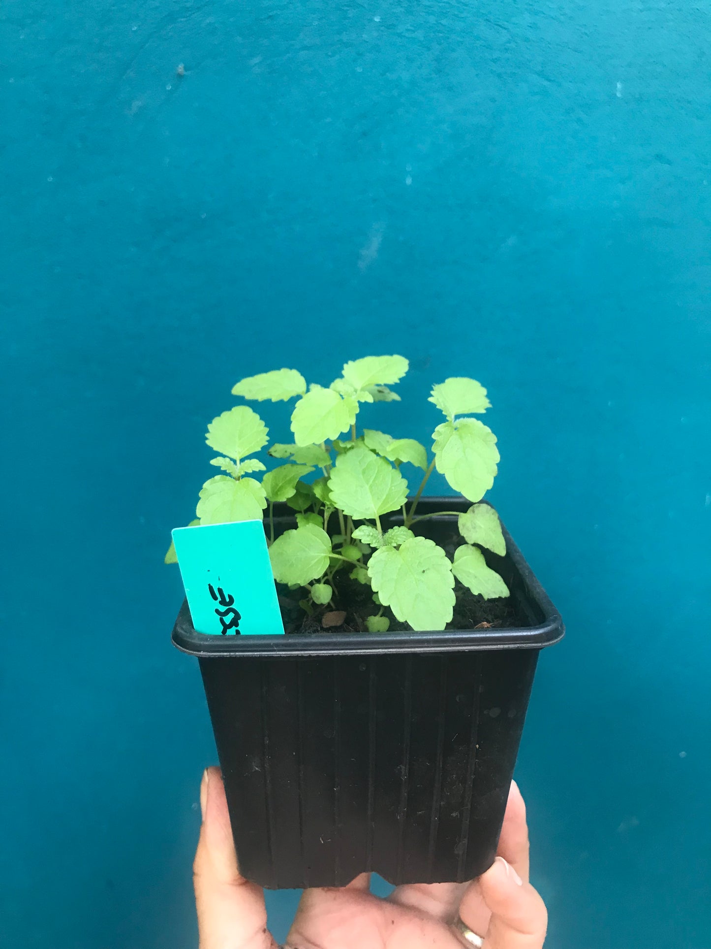 Mélisse officinale