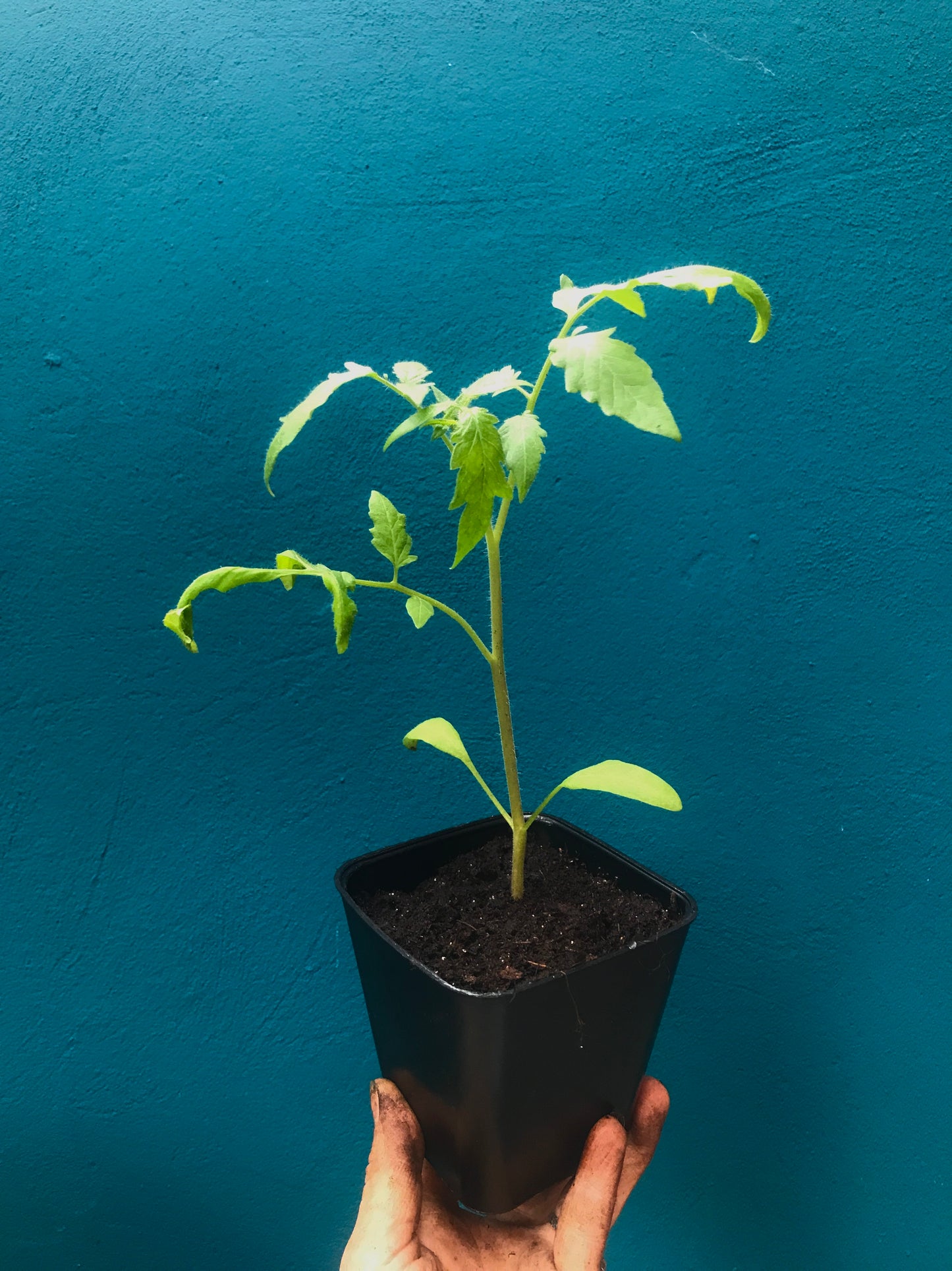 Tomate black zebra