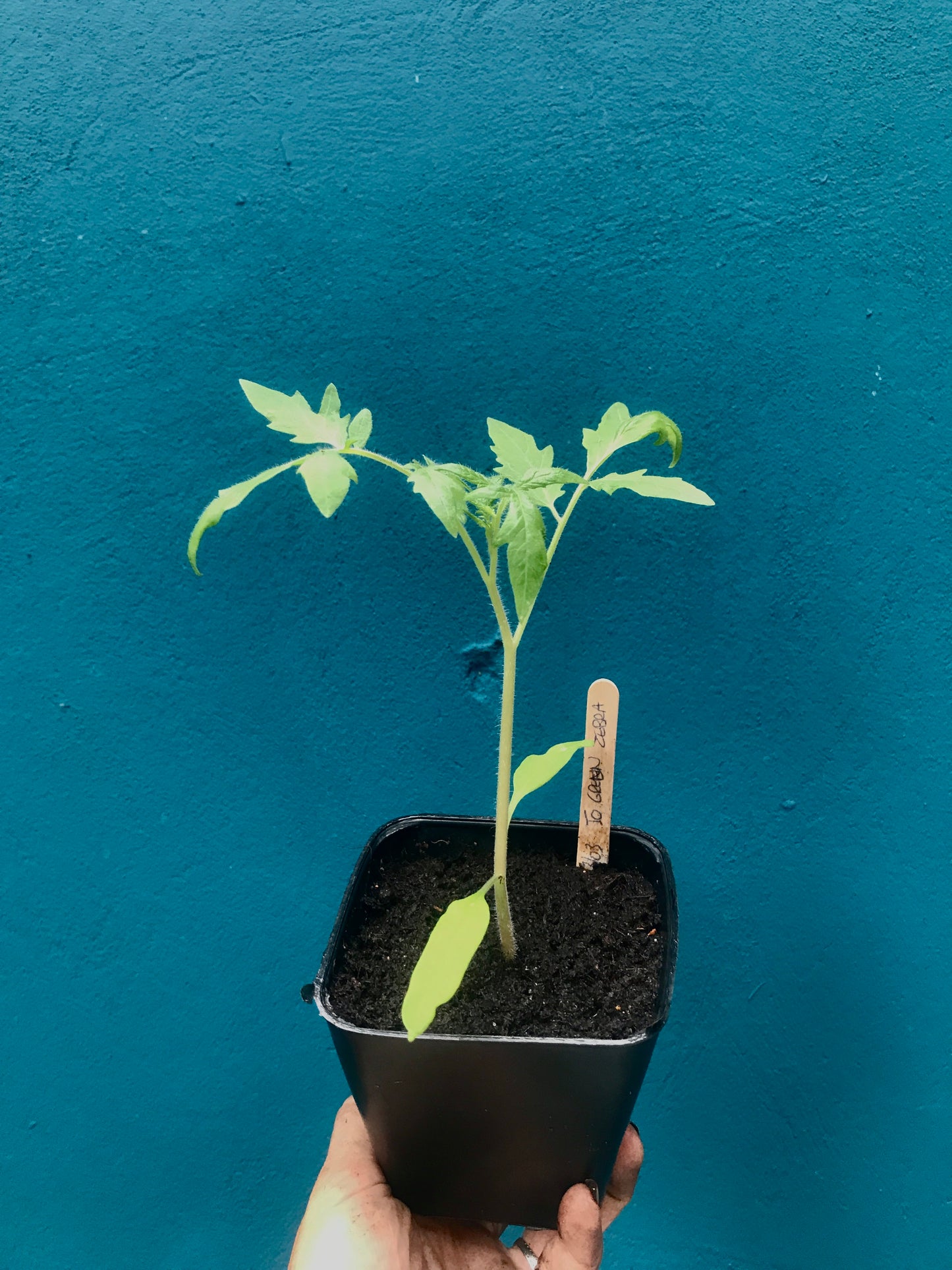 Tomate green zebra