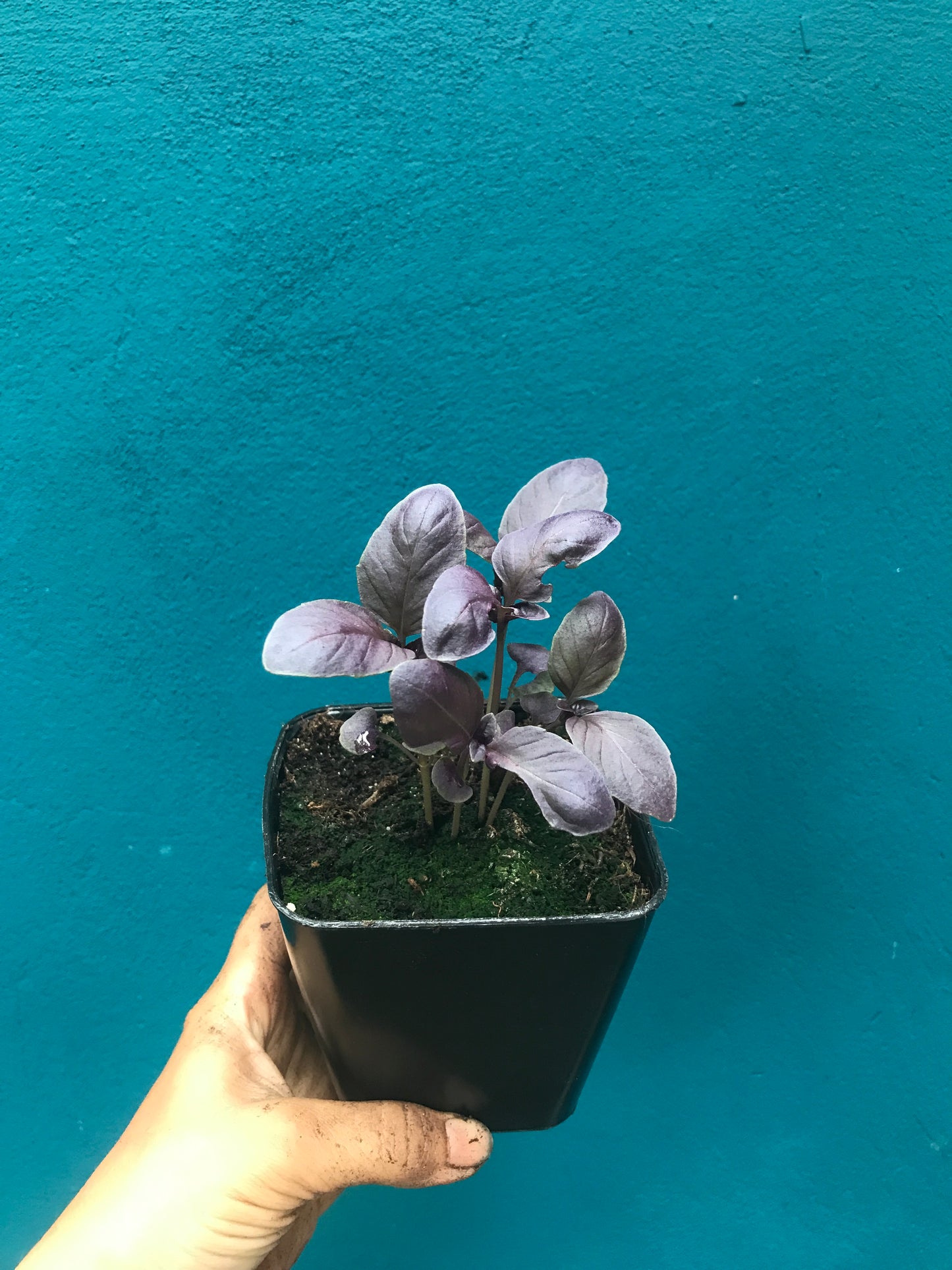 Basilic Rosie