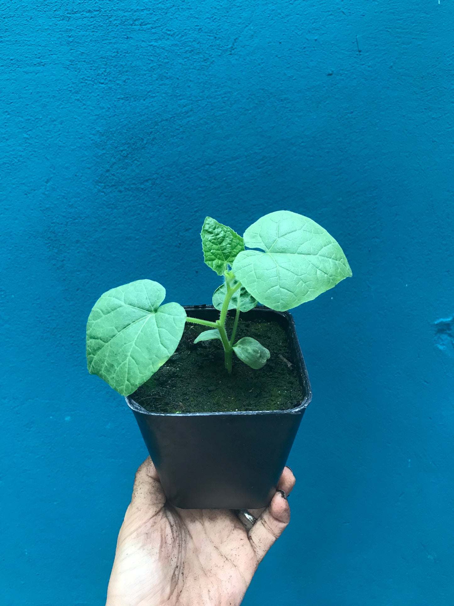 Kiwano rond blanc