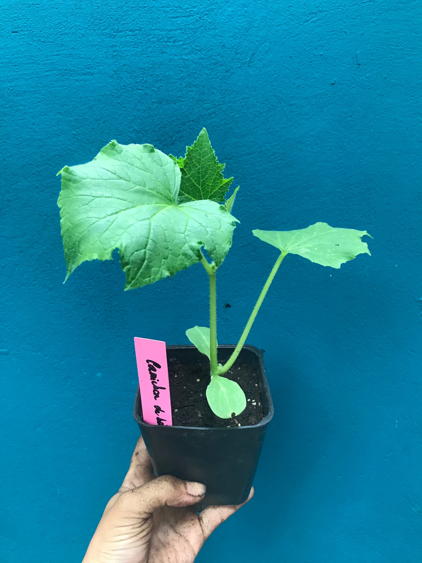 Cornichon amélioré de bourbonne