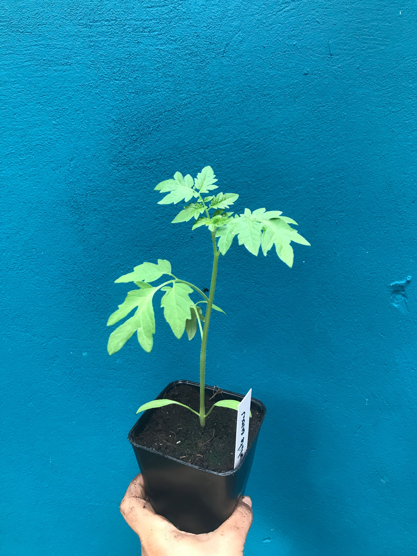 Tomate Snow White