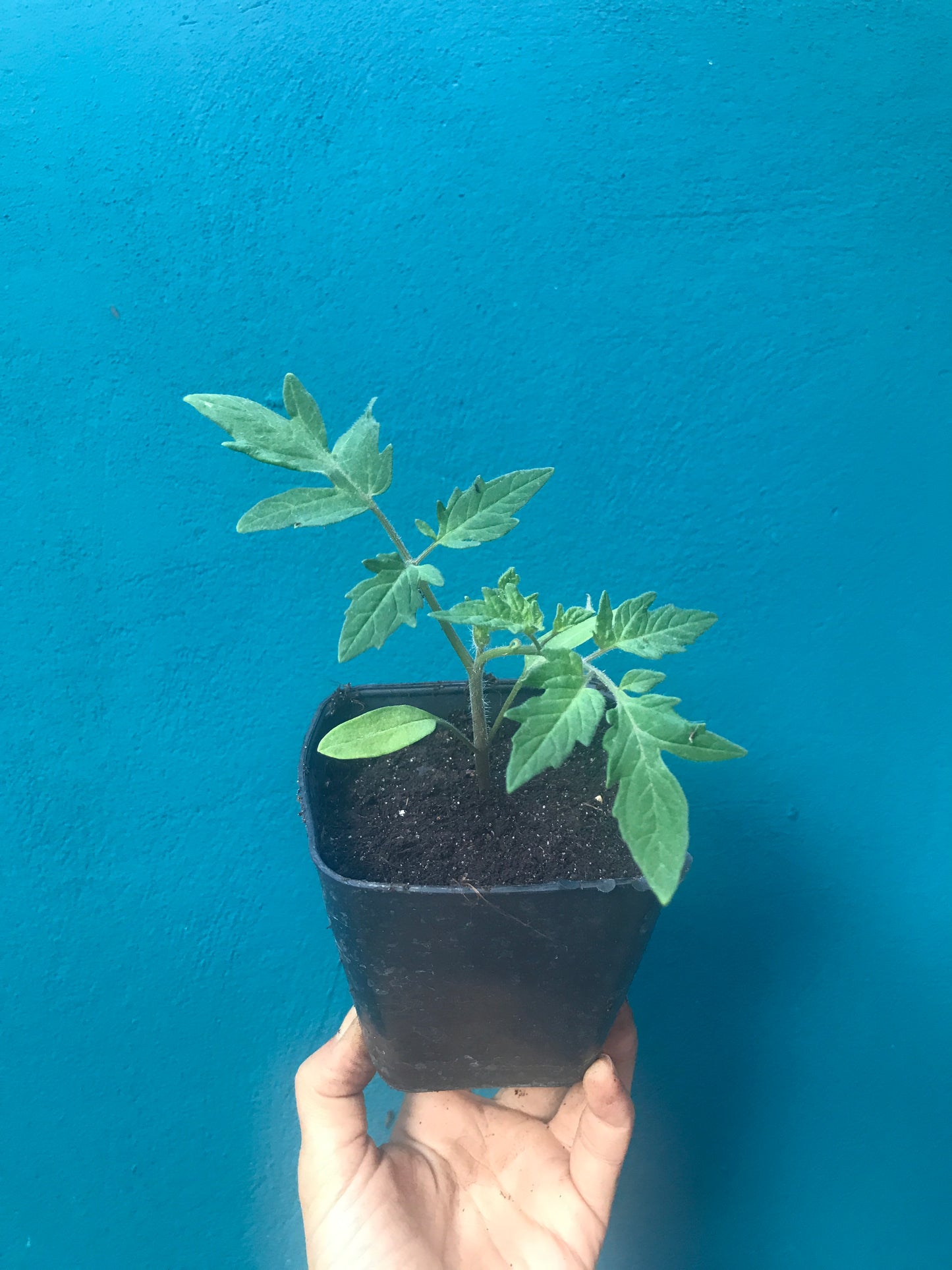 Tomate cerise