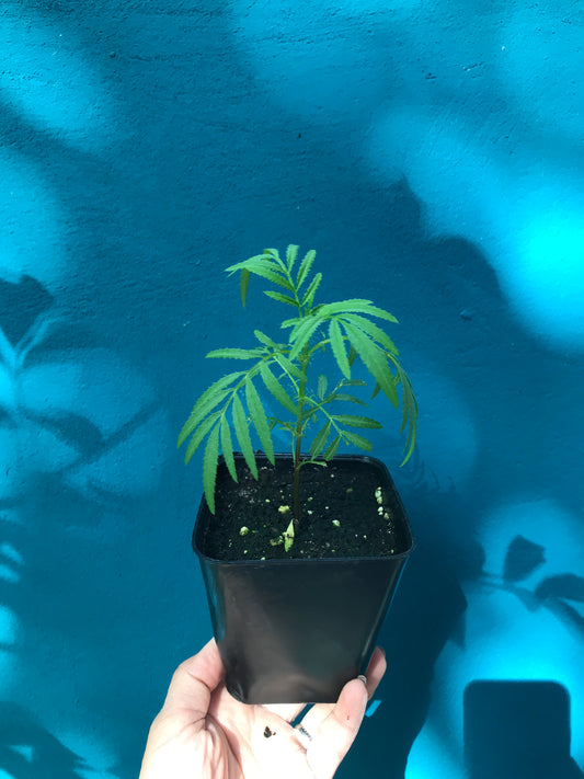 Tagetes minuta 