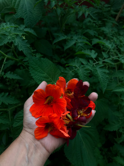 Cierge aux fleurs du jardin