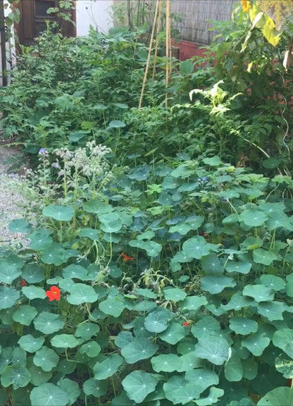 Cierge aux fleurs du jardin